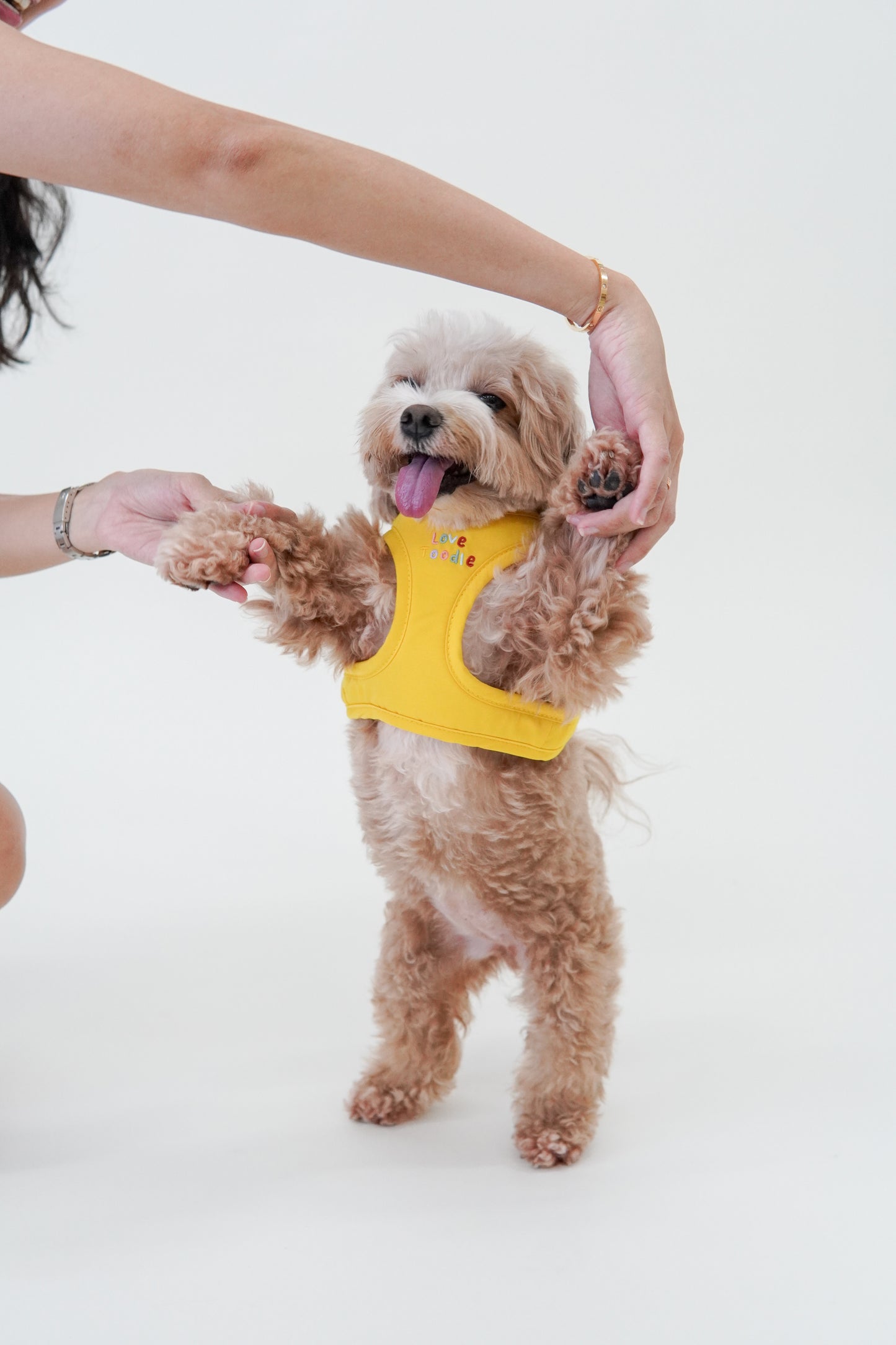 Easy Step Harness