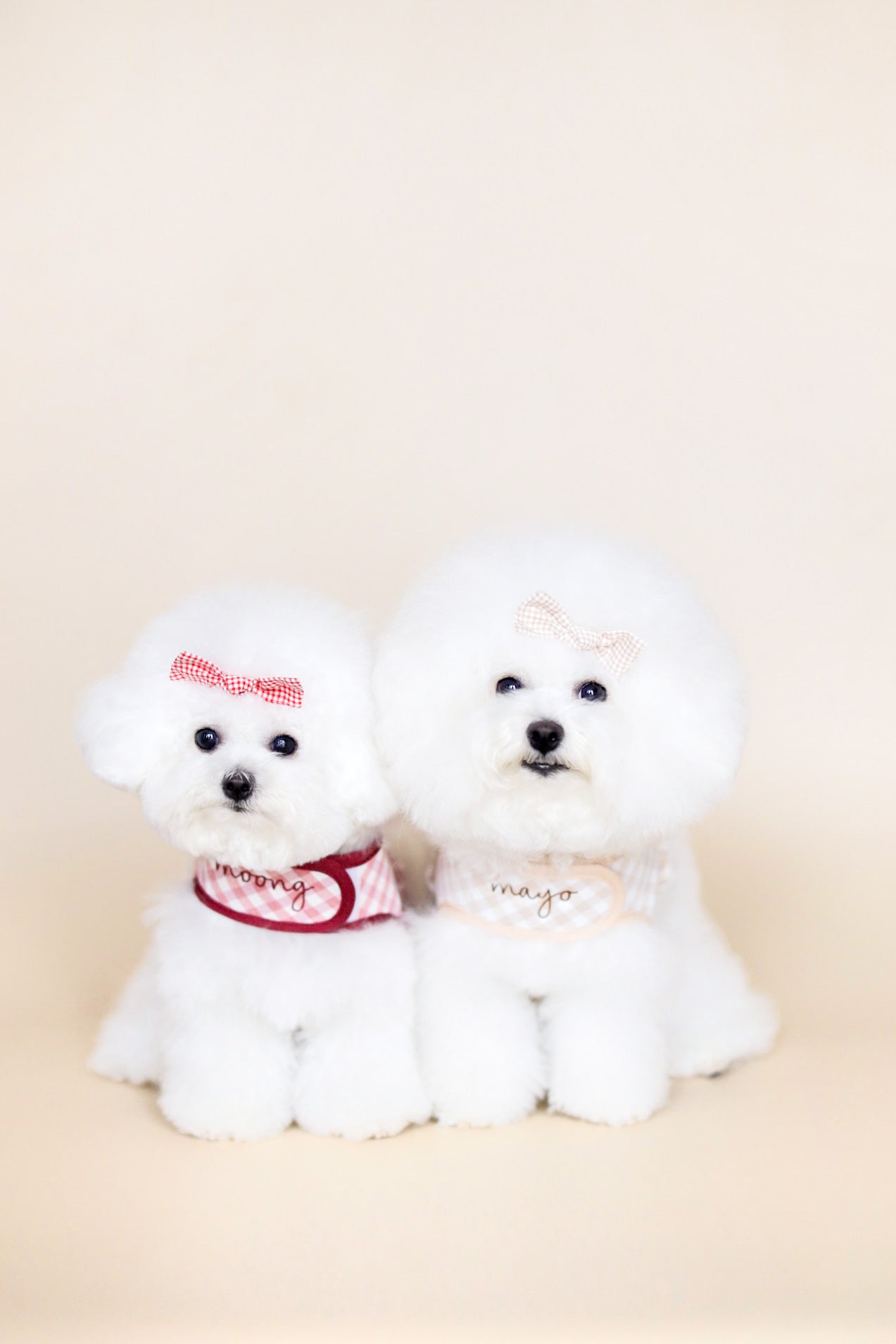 Bichon frise outlet harness size